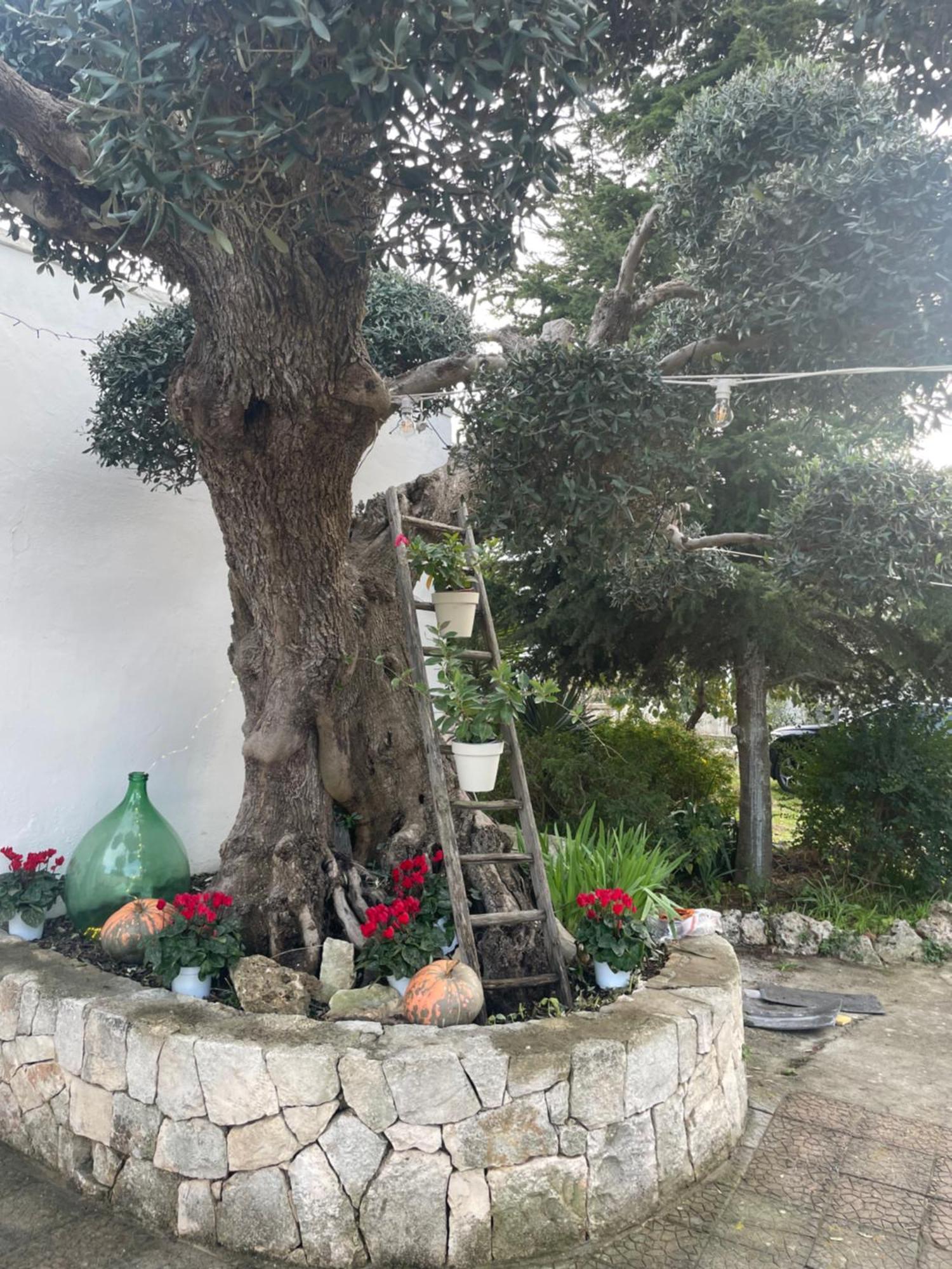 Il Trullo Di Nonno Licchio Vila Alberobello Exterior foto