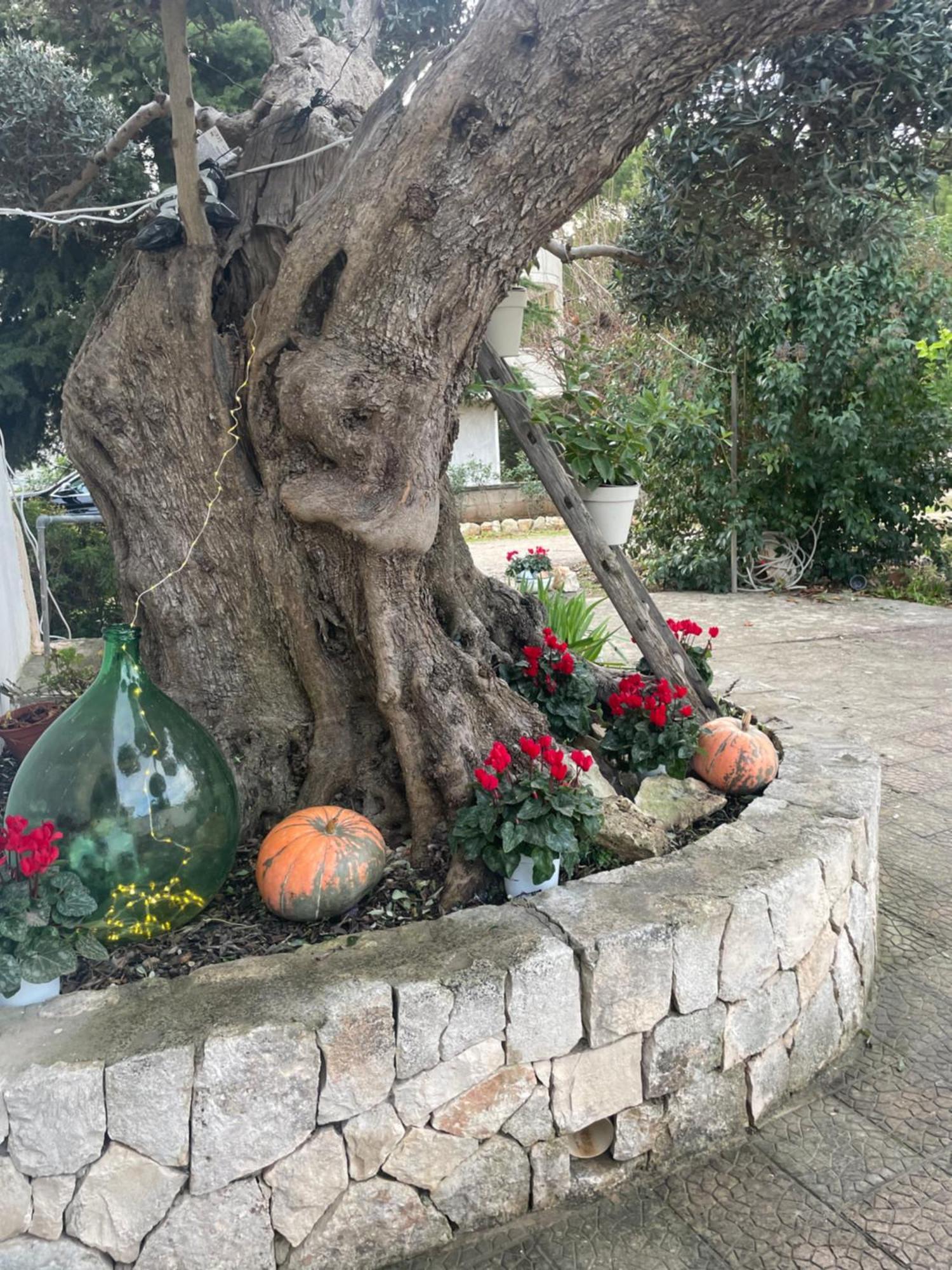 Il Trullo Di Nonno Licchio Vila Alberobello Exterior foto